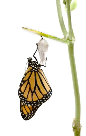 Butterfly hatching